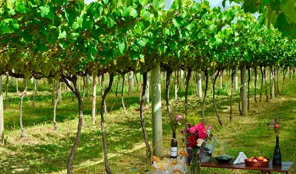 Imagem que ilustra o título: Conheça São Joaquim